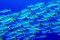 shoal