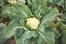 el/la coliflor