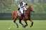 el polo