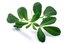 fenugreek