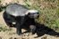 ratel