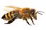 honeybee
