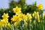 daffodil