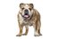 el/la bulldog