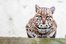 ocelot