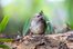 fledgling