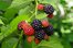 blackberry