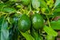 el aguacate