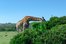 animals and plants