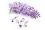 wisteria