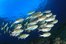 shoal