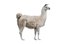 la llama