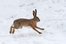 hare