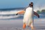 waddle