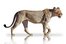 lioness