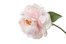 peony