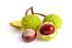 chestnut