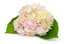 hydrangea