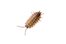 roly-poly