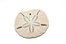 sand dollar
