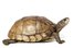 slow