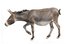 el burro