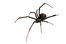 black widow