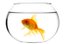 goldfish