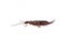 earwig