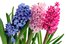 hyacinth