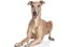 el galgo