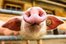 snout