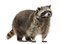 raccoon