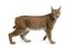 lynx