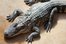alligator