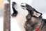 bark