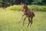 foal