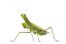 praying mantis