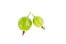 gooseberry