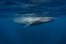 whale