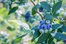 blueberry