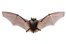 bat