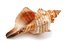 el caracol