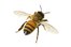 la abeja