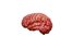 brain