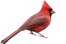cardinal