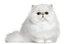 fluffy
