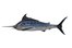 swordfish