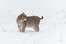 bobcat