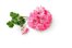 geranium